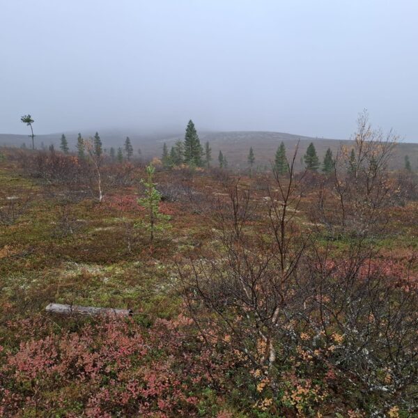 🍂 Ruskamatkalaisten retkipäivä Kiilopäällä 🍂 Eilen ruskamatkalaisemme suuntasivat Kiilopäälle ihailemaan Lapin syksyisiä maisemia. Sumu ja…
